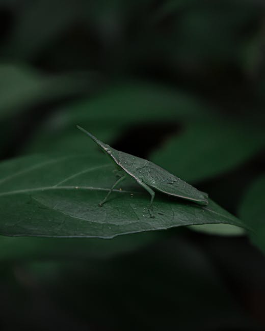 A close-up image of a green katydid insect perched on a dark green leaf, with a slightly textured surface and visible veins, in a natural outdoor setting. The insect's elongated body, wings, and anten