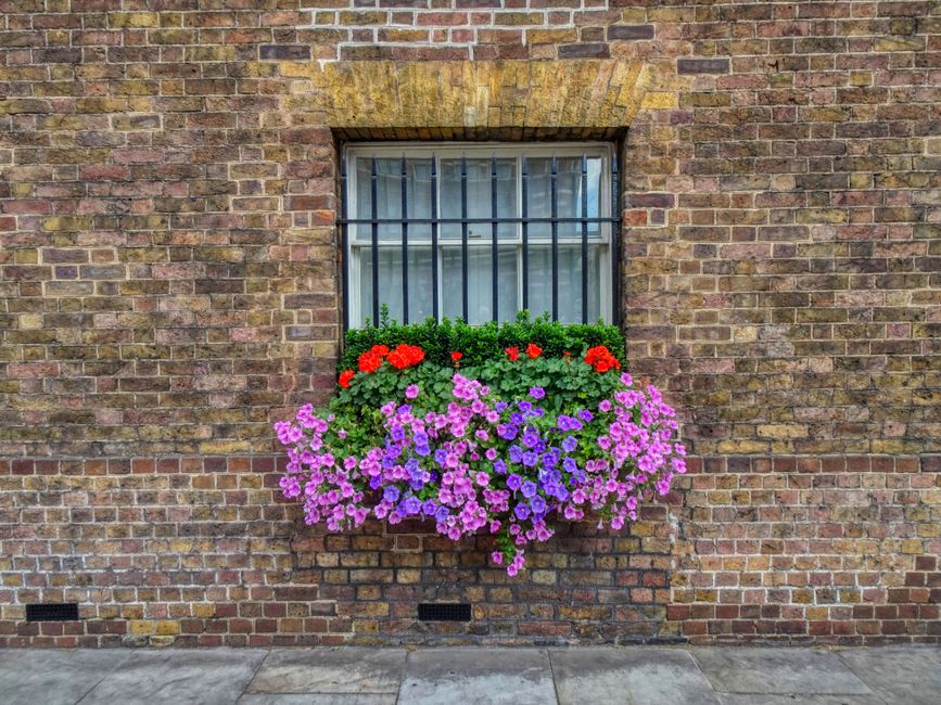 A window set in a weathered red brick wall, featuring a decorative metal grille and a stone lintel. Beneath the window, a vibrant floral window box contains a lush arrangement of fresh petunias and ge