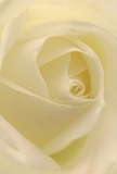 This detailed portrait draws you gently into the tranquil core of a London-grown cream white rose, as though you could rest your cheek against its satin-soft petals. The blossom unfolds in elegant spirals, each ivory petal curving with the grace of a quiet walk through Hidden Gardens near Clerkenwell, catching mellow daylight that streams through London's iconic terrace windows. Subtle shadows accentuate the depth between each layer, painting a scene of serene sophistication suited to memorials, tributes, or moments of pure respect. As a local florist who crafts bouquets for every occasion across the city, I see this rose as the highest symbol of heartfelt emotion-be it comfort, admiration, or marking new beginnings. Its nearly translucent edges impart fragility, but together they create a harmonious wholeness that endures with beauty and calm, much like the pulse of London itself. The hint of a delicate, soothing fragrance drifts from the bloom, completing this exquisite statement of affection, reflection, and expertly honed floral skill.